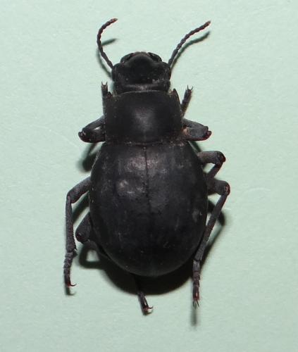 Megagenius sp.